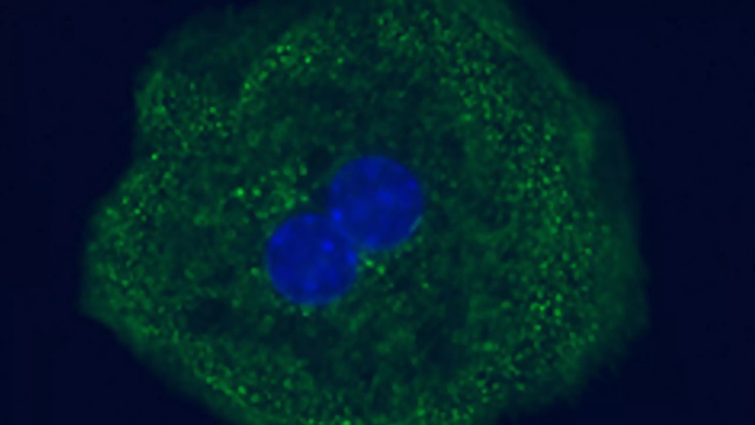 The Chang Laboratory for Liver Tissue Engineering